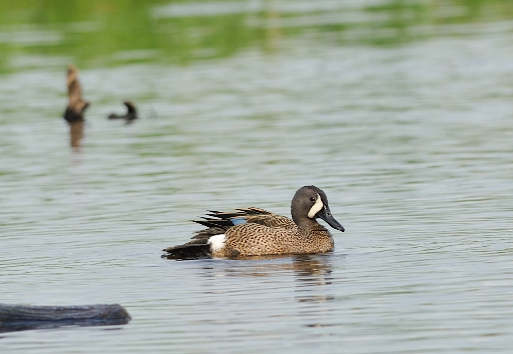 Blue-Winged Teal.JPG