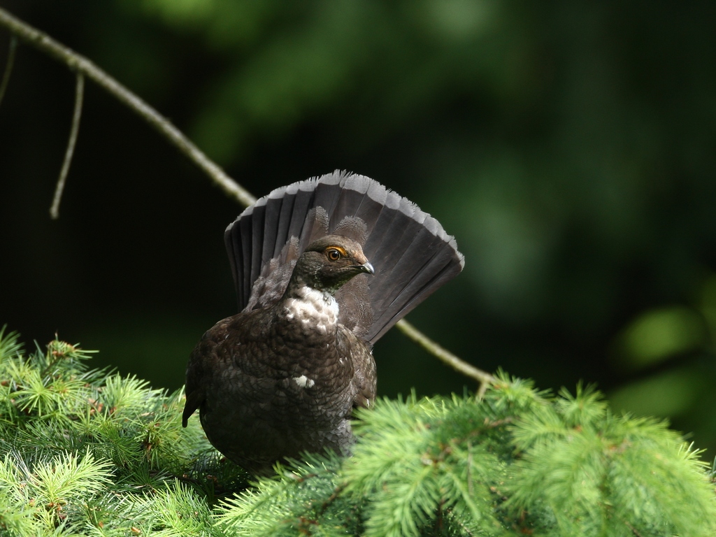 sooty grouse.jpg