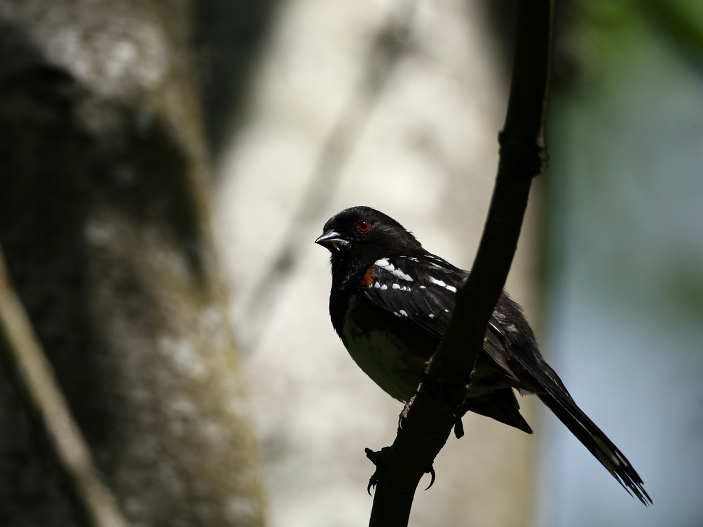 spotted towhee.jpg