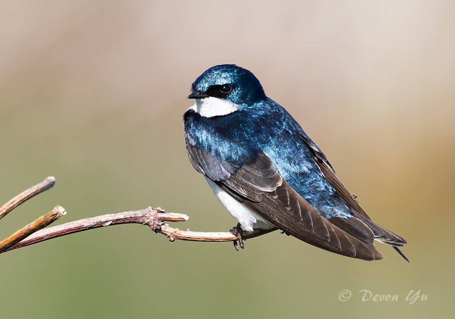 tree-swallow.jpg