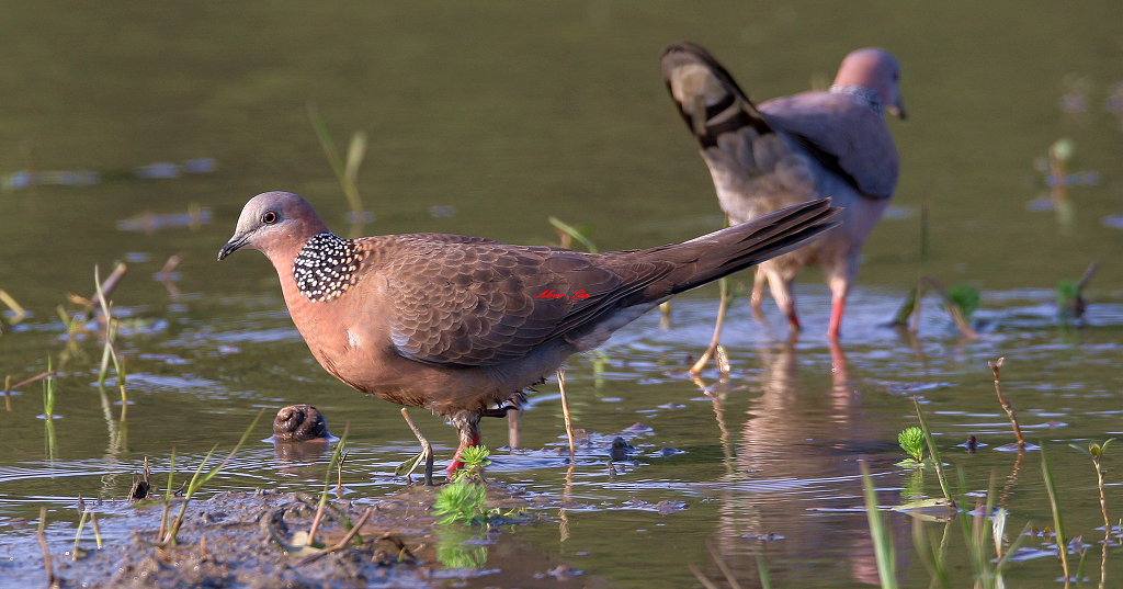 Spotted Dove 珠頸斑鳩-1.JPG