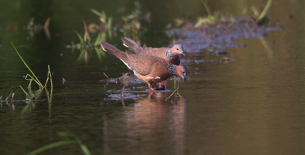 Spotted Dove 珠頸斑鳩-2.JPG