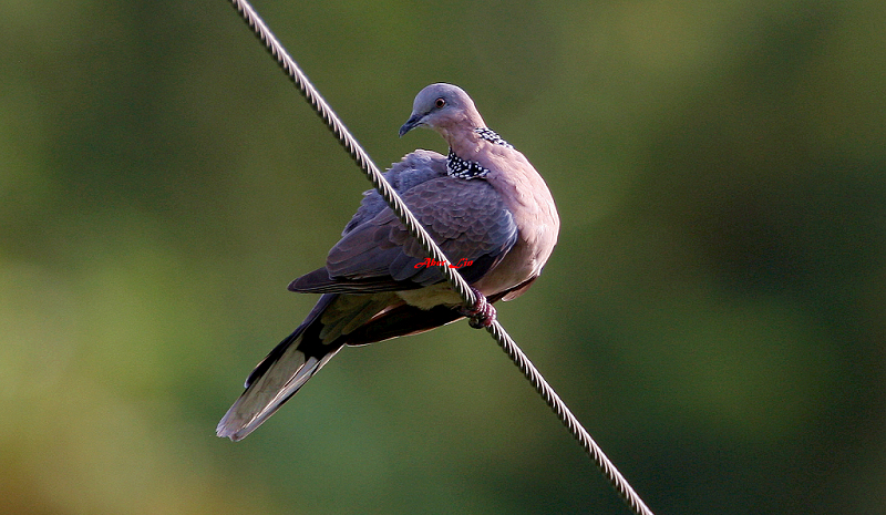 Spotted Dove 珠頸斑鳩-3.JPG