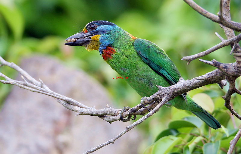 Black-browed Barbet 五色鳥-1.JPG