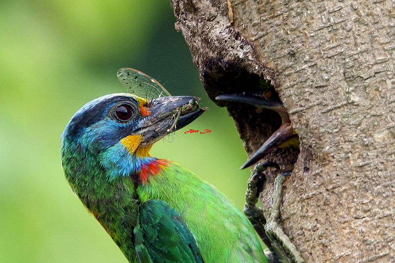 Black-browed Barbet 五色鳥-2.JPG