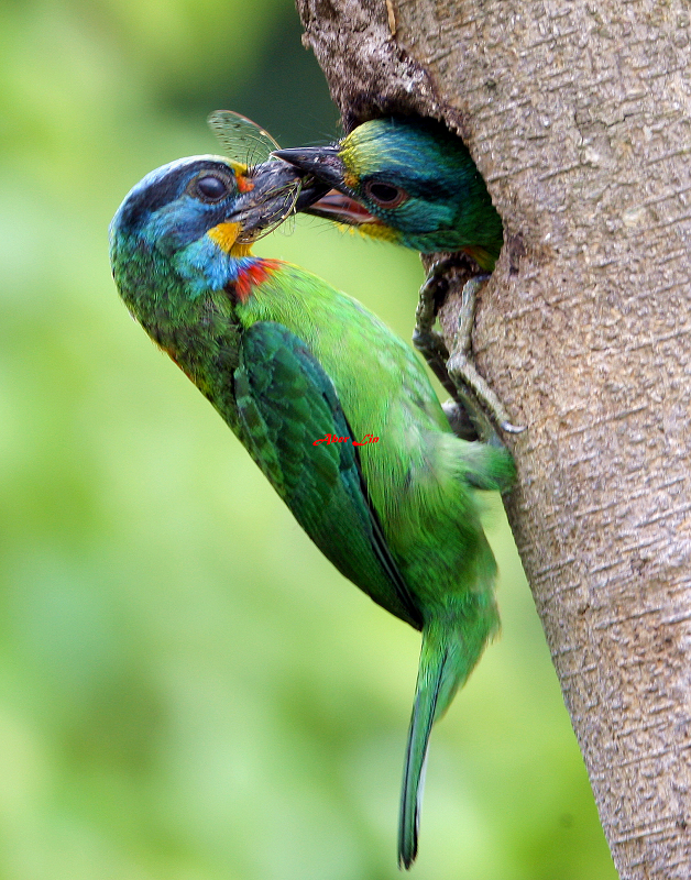 Black-browed Barbet 五色鳥-3.JPG