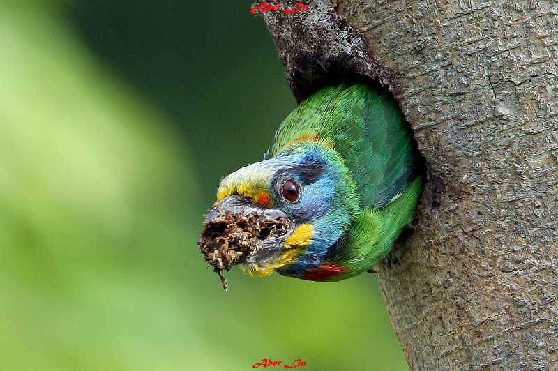 Black-browed Barbet 五色鳥-4.JPG