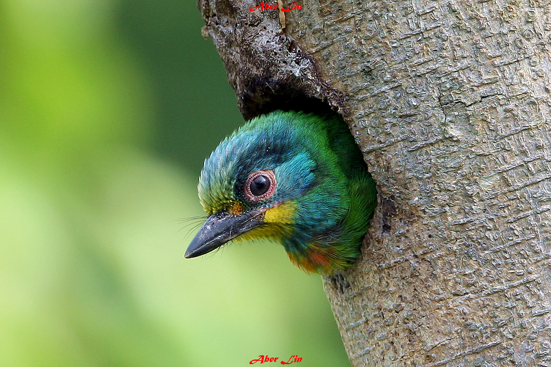 Black-browed Barbet 五色鳥-5.JPG