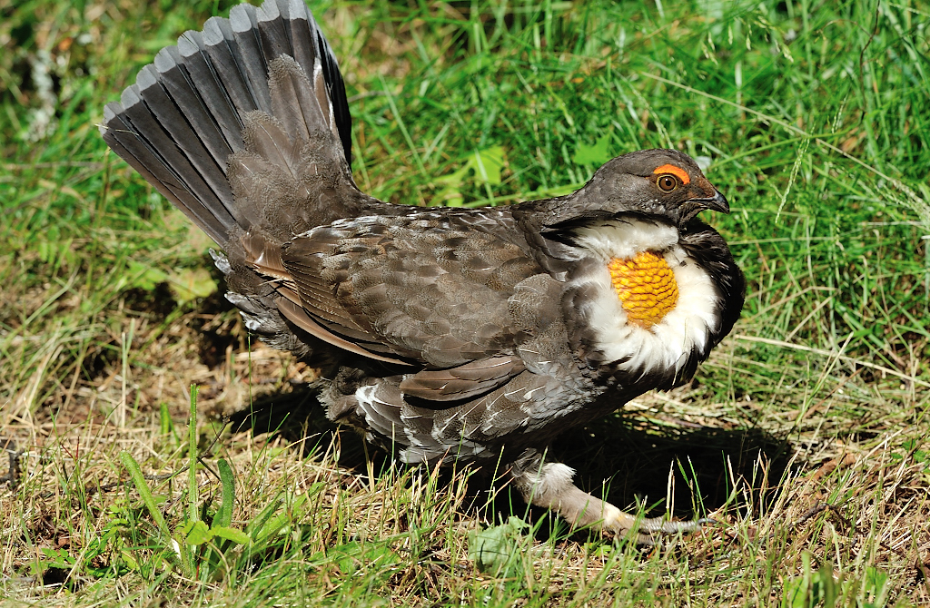 Sooty Grouse(M).JPG