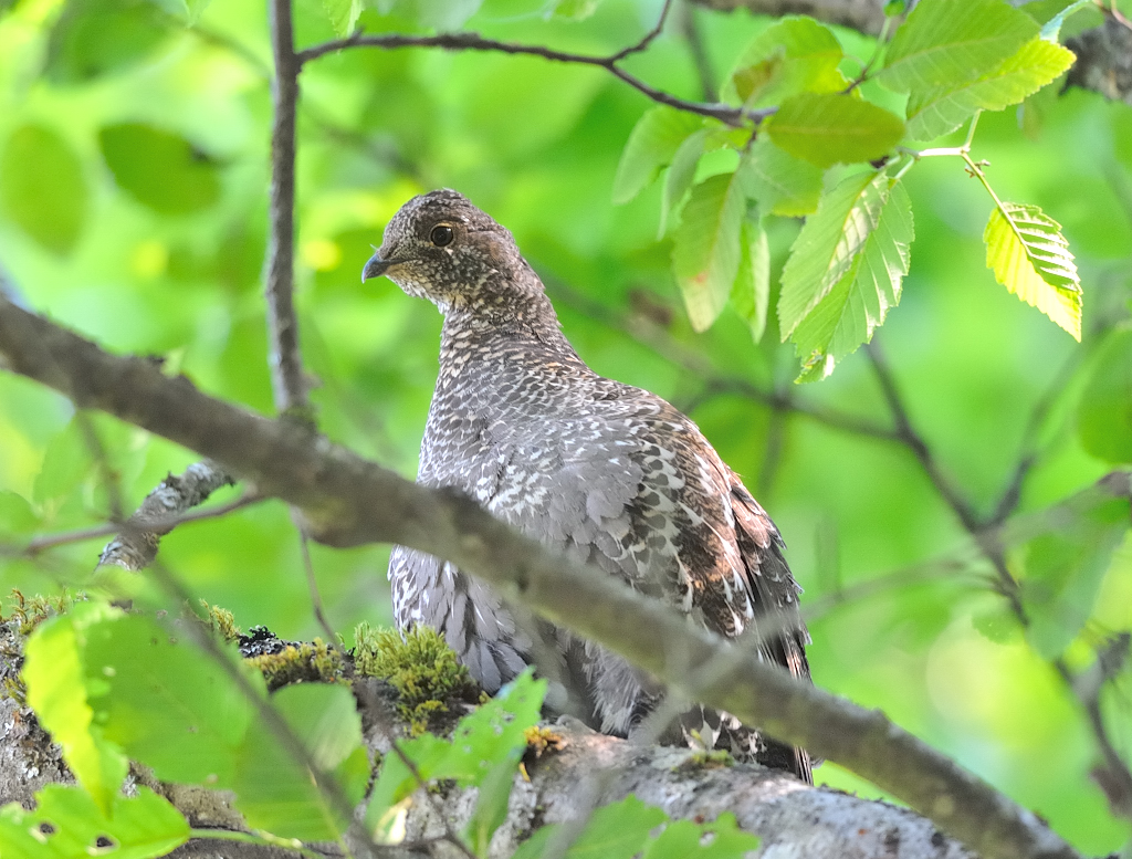 Sooty Grouse(F).JPG