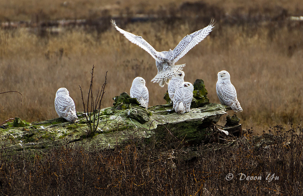 snowy-owl_01.jpg