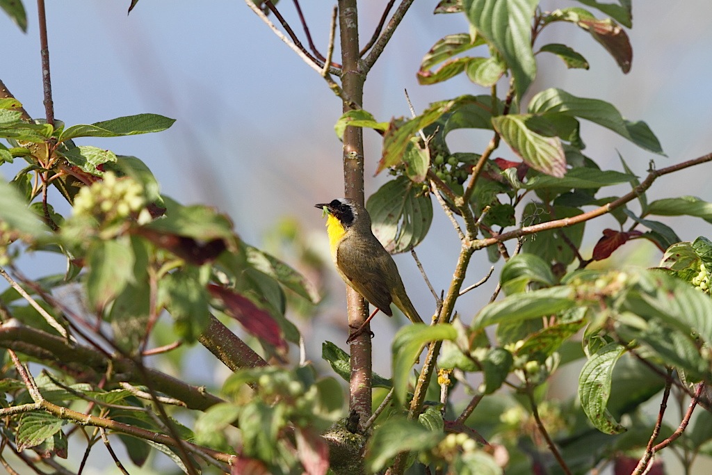 yellowthroat04.JPG