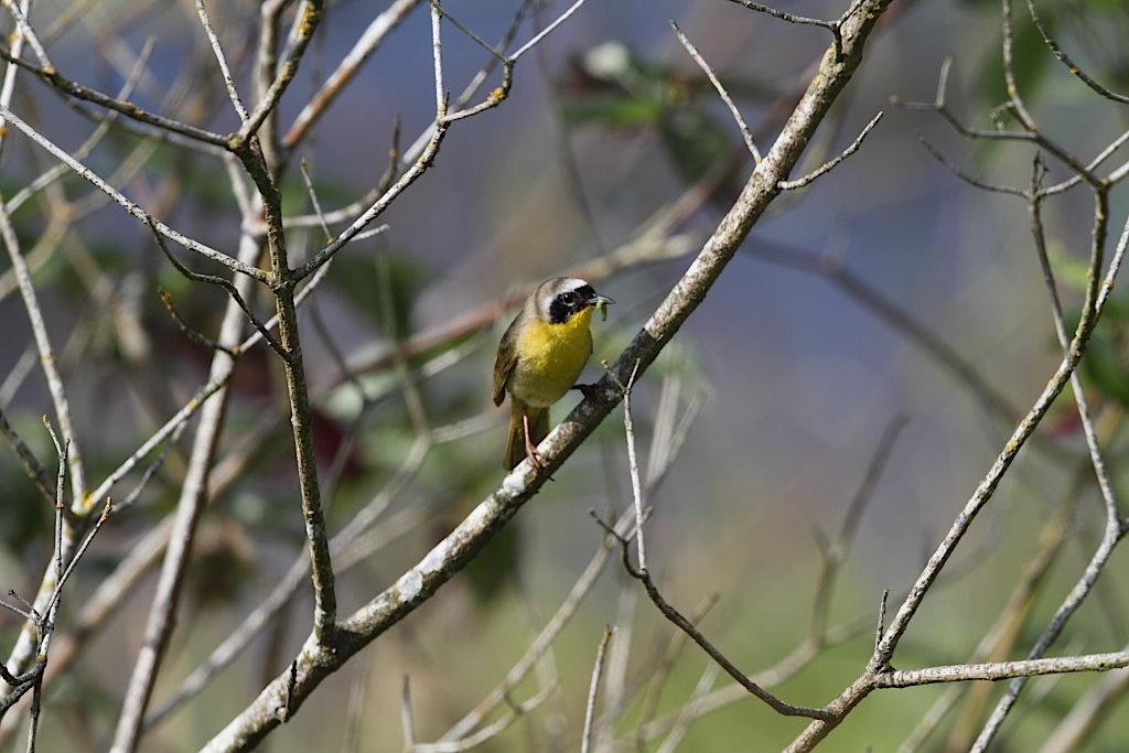 yellowthroat03.JPG