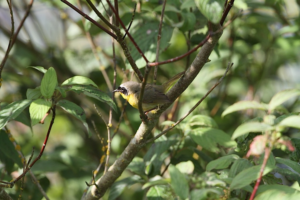 yellowthroat01.JPG