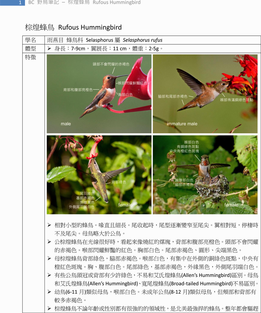 262-1 棕煌蜂鳥 Rufous Hummingbird-1.jpg