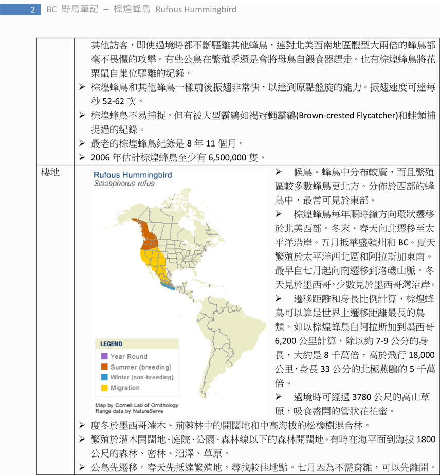 262-1 棕煌蜂鳥 Rufous Hummingbird-2.jpg