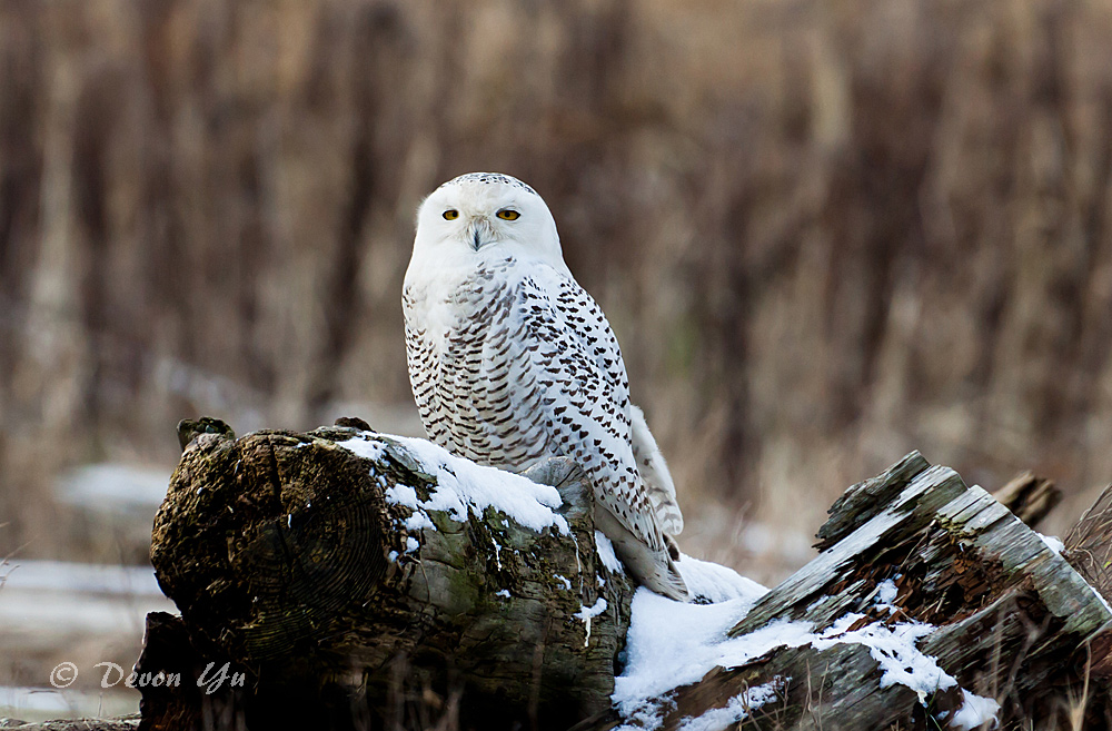 snowy-owl_02.jpg