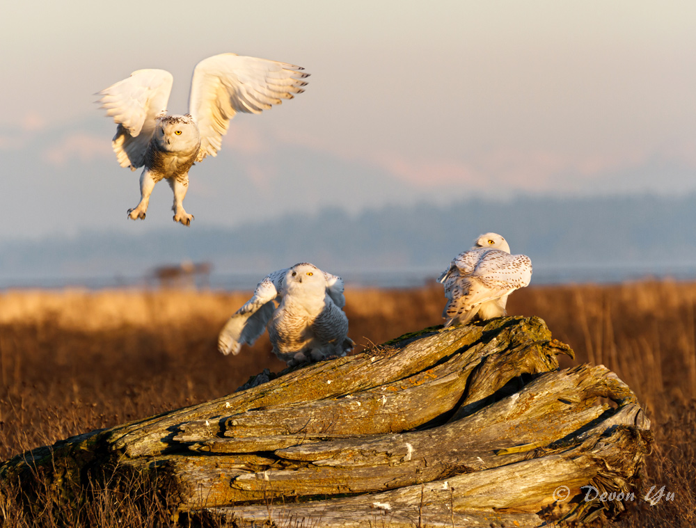 snowy-owl_03.jpg