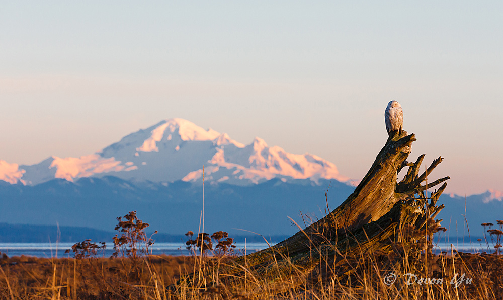 snowy-owl_04.jpg