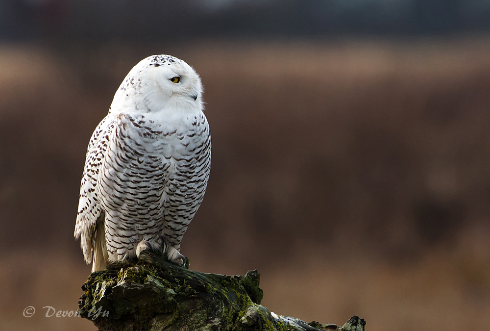 snowy-owl_05.jpg