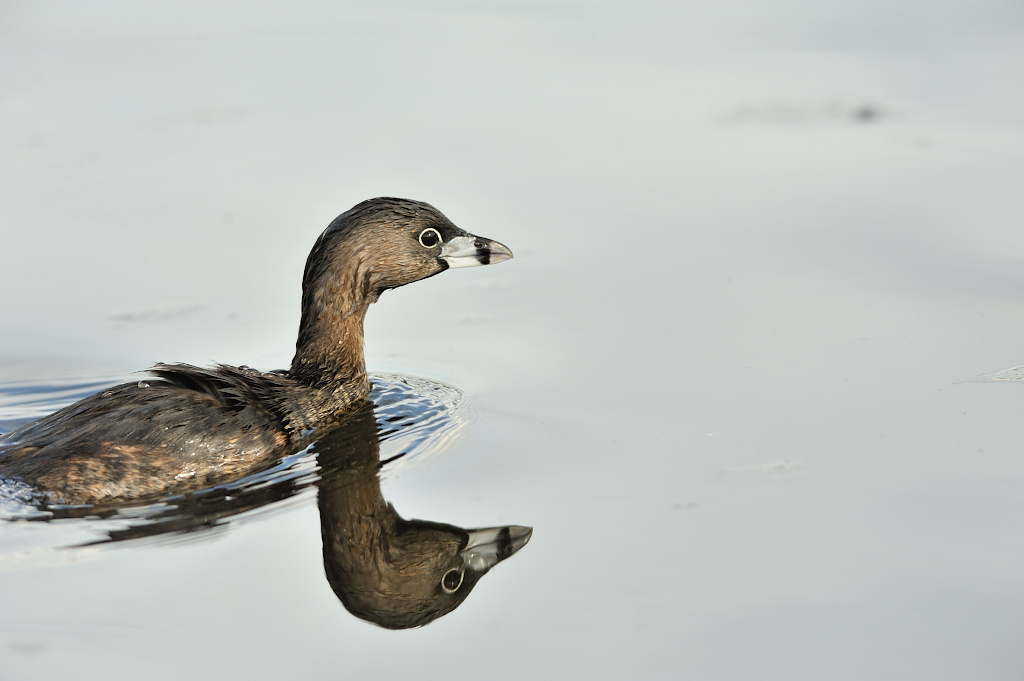 Pied-billed Grebe.JPG