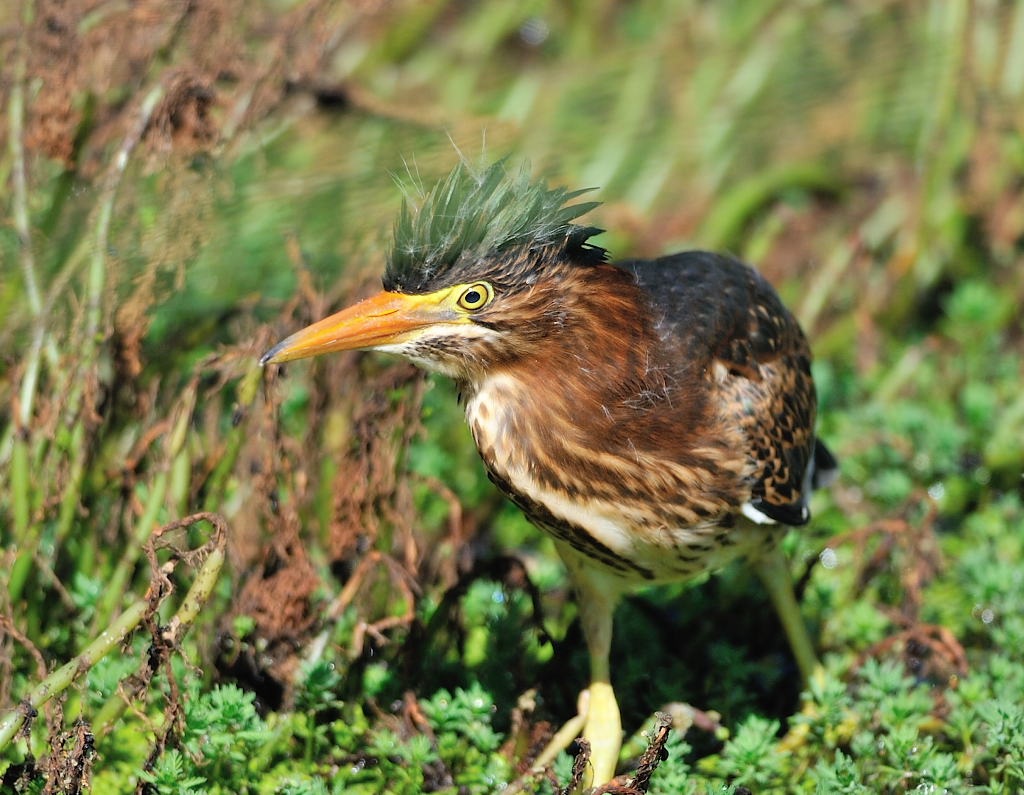 Green Heron.JPG