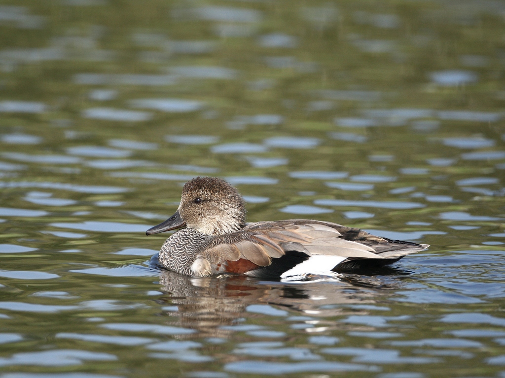 gadwall.JPG