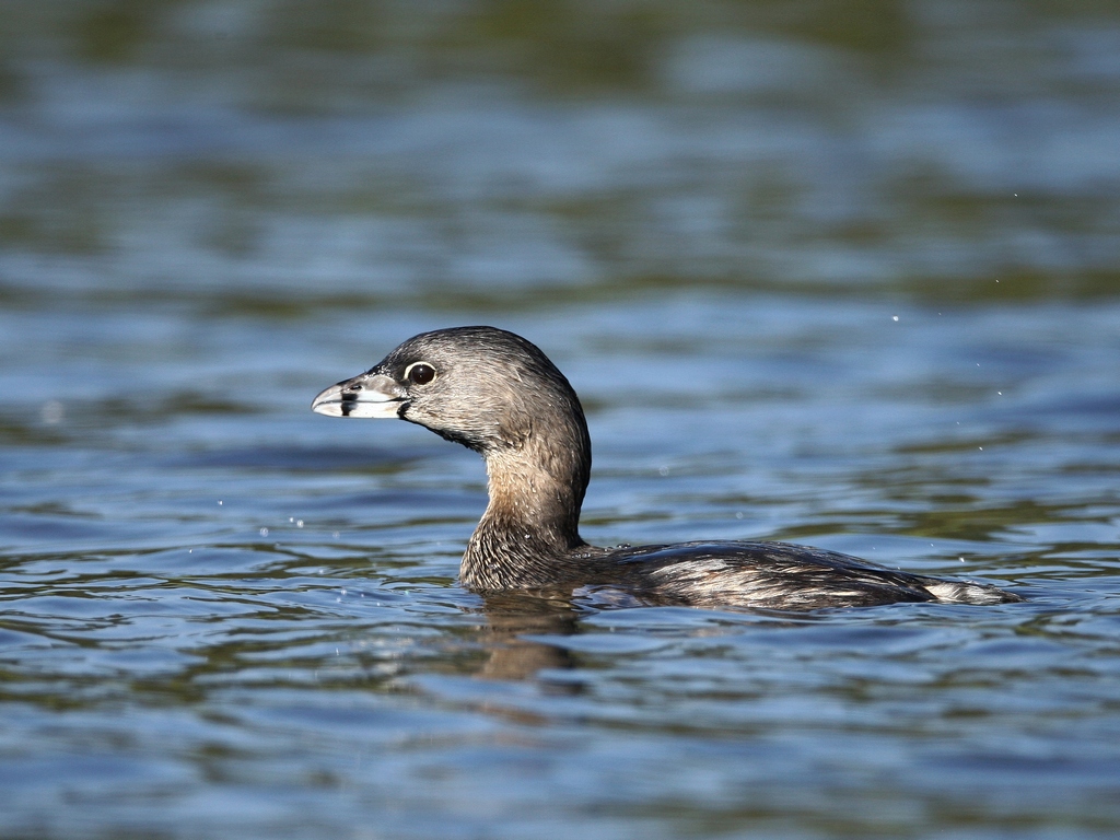 grebe2.JPG