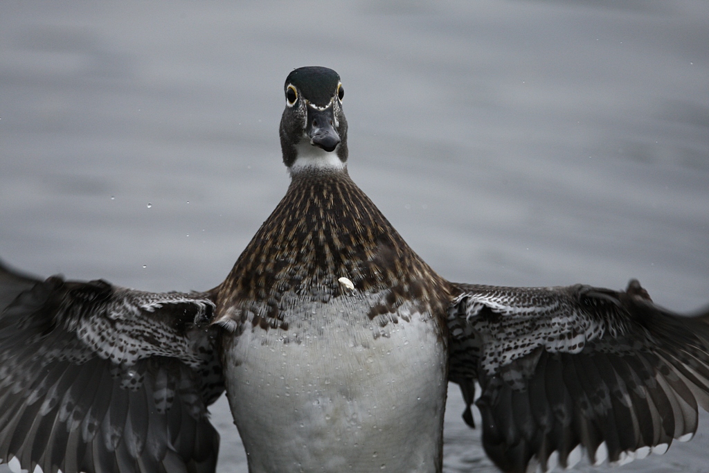 wood duck.JPG