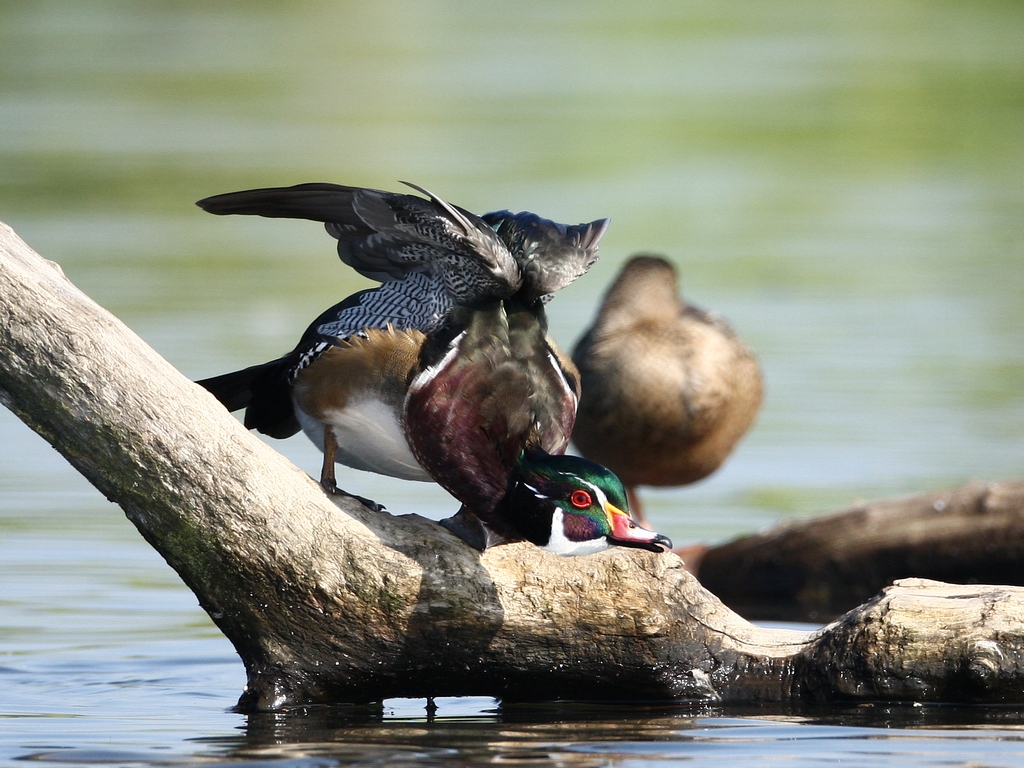 wood duck 2.JPG