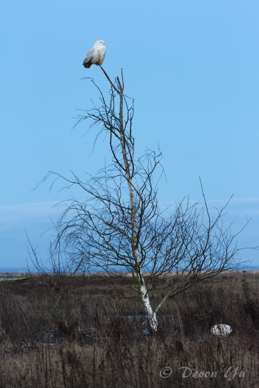 snowy-owl_06.jpg