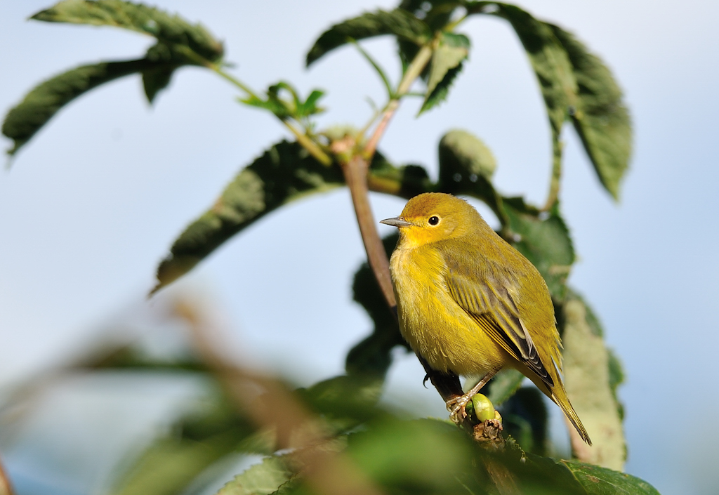 Yellow Warbler.JPG