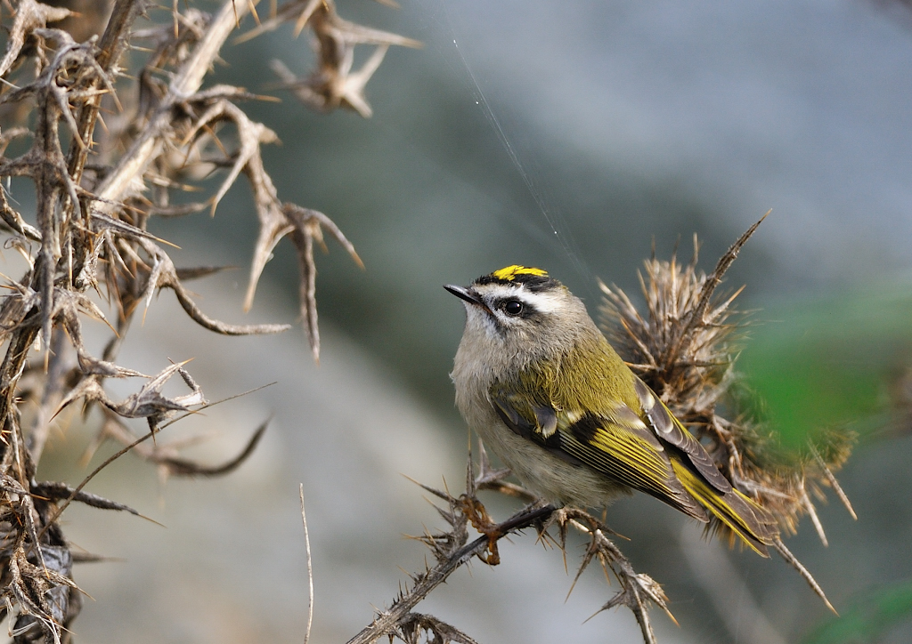 Golden-crowned Kinglet.JPG