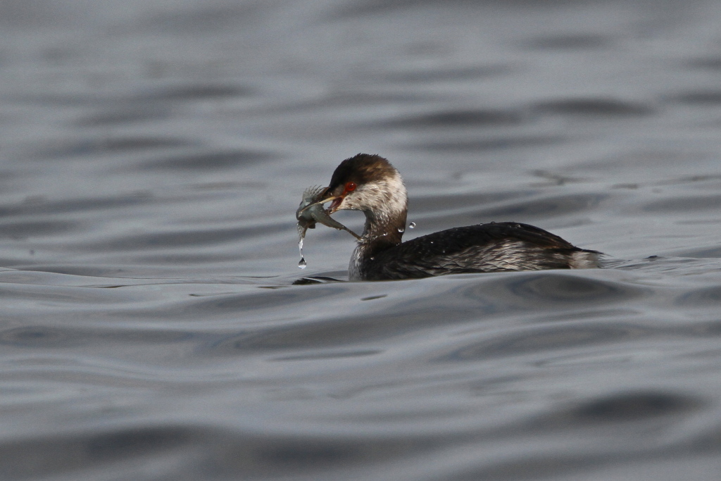 hornedgrebe01.JPG