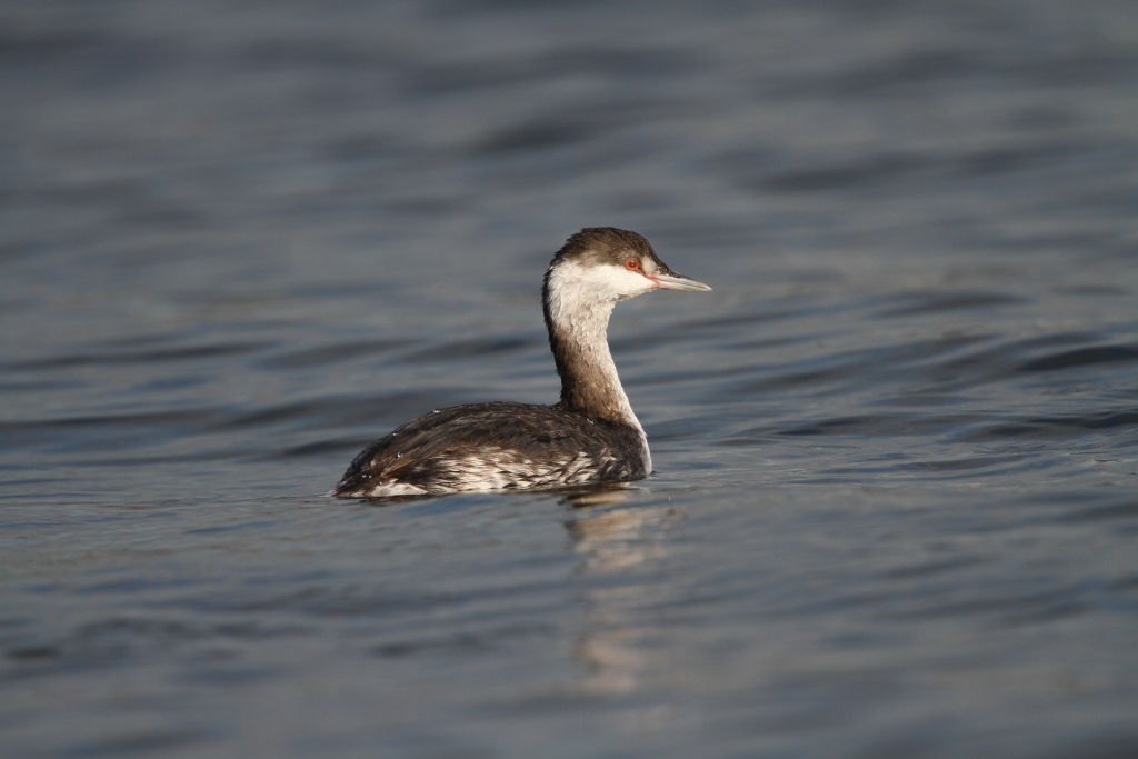 hornedgrebe02.JPG