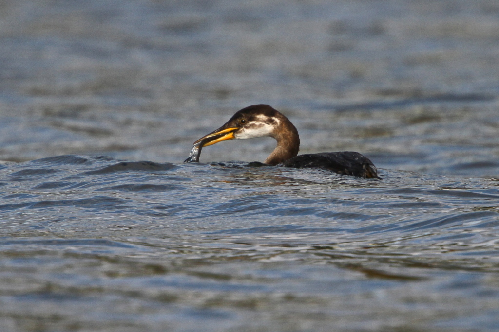 redneckedgrebe01.JPG