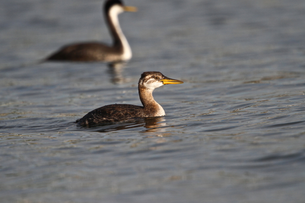 redneckedgrebe02.JPG