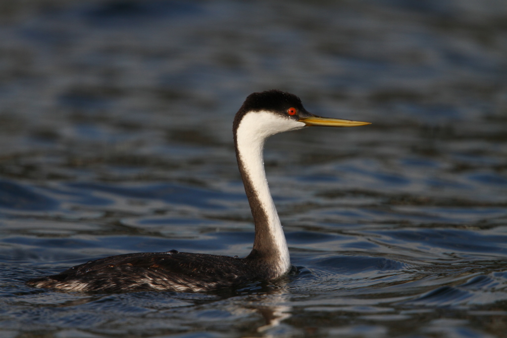 westerngrebe01.JPG