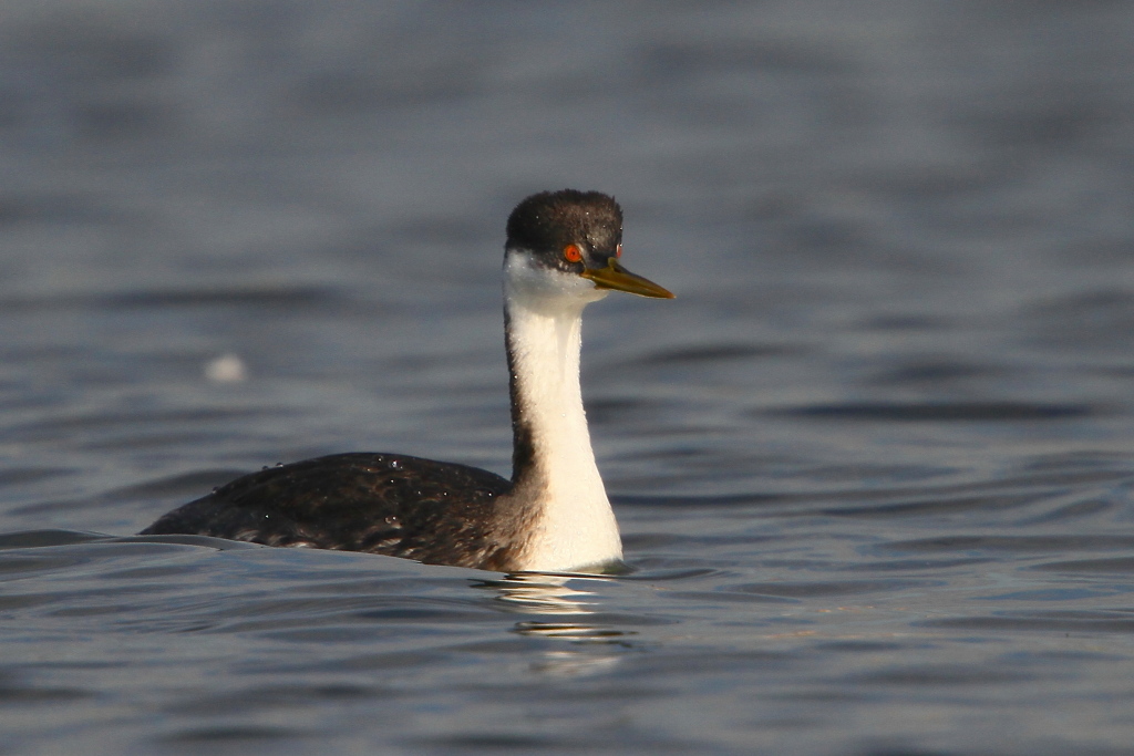 westerngrebe02.JPG