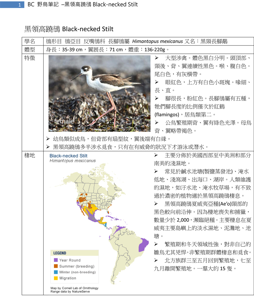 149-1 黑領高蹺鴴 Black-necked Stilt-1.jpg