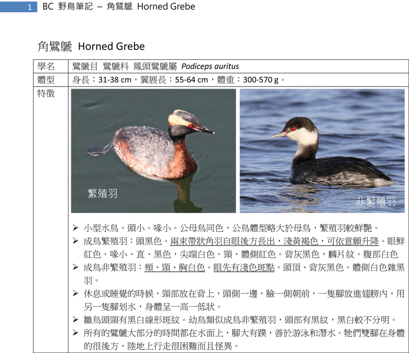 30-1 角鷿鷈 Horned Grebe-1.jpg