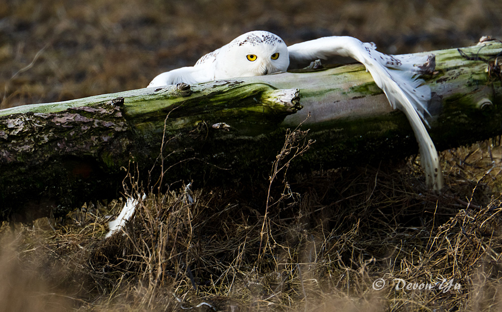 snowy-owl_07.jpg