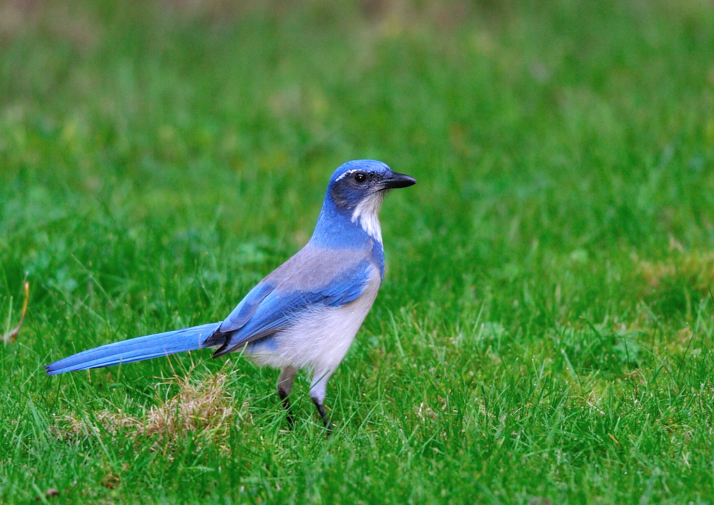 Western scrub Jay.JPG