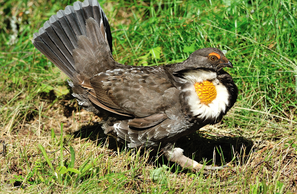 Sooty Grouse.JPG