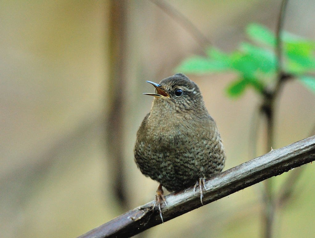 Pacific Wren.JPG