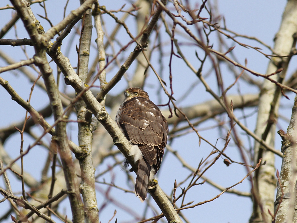 sharp-shinned hawk.jpg