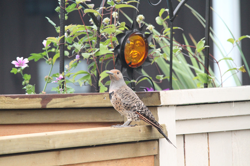 Northern flicker.jpg