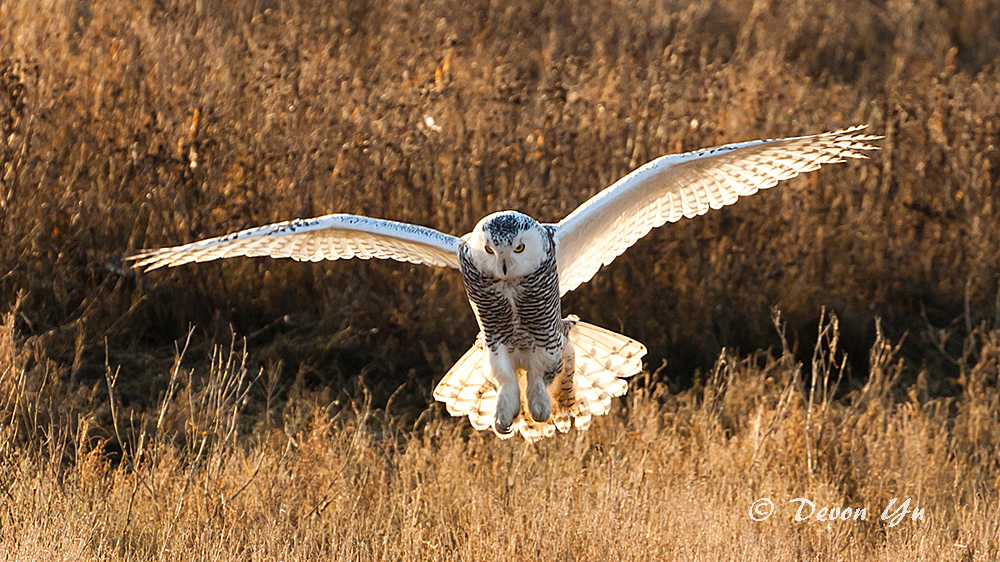 snowy-owl_08.jpg