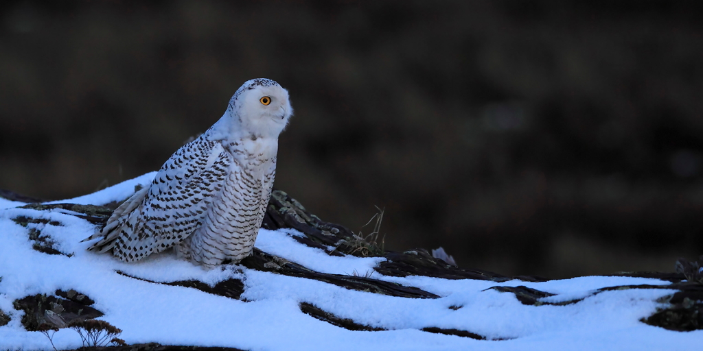 AG9F1355Snowy Owl 雪鴞.JPG