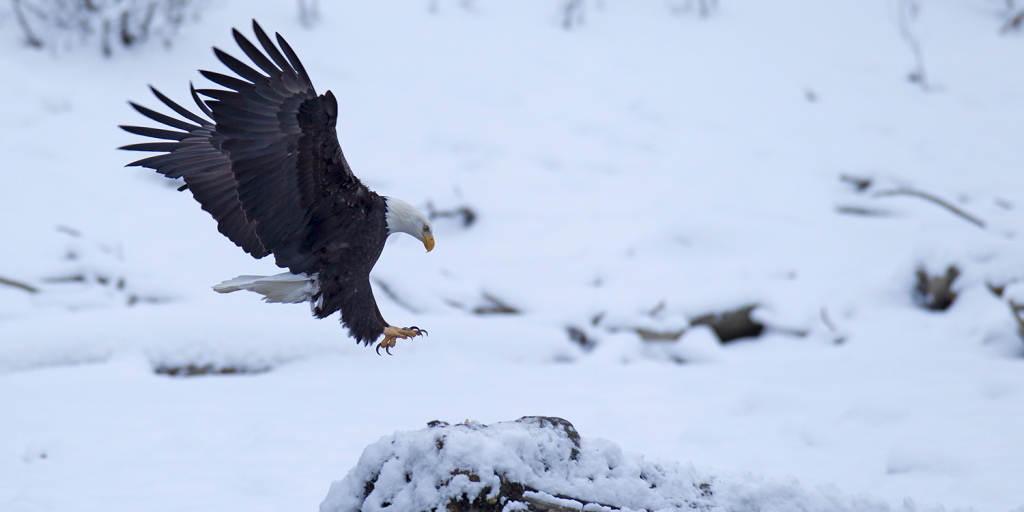 AG9F8222 Bald Eagle白頭海鵰.JPG